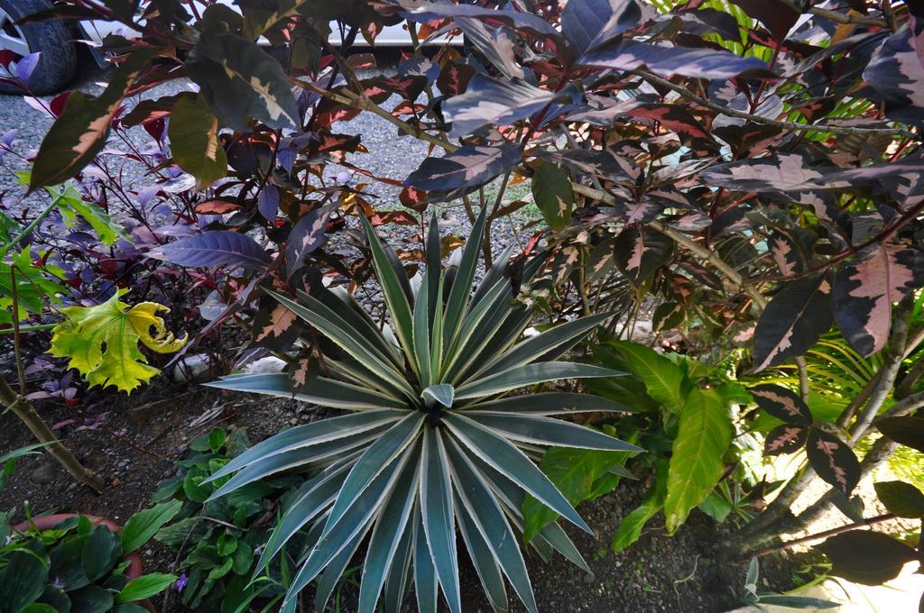 Big Bamboo De Uvita Ngoại thất bức ảnh